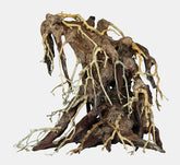 Bonsai Root M